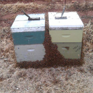 honey box 1