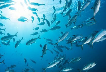 25-bg-img-430x292-CT-adv2 25-bg-img-430x292-CT-adv2