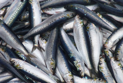 25-bg-img-430x292-CT-adv7 25-bg-img-430x292-CT-adv7