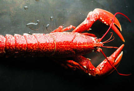 25-bg-img-430x292-MPE-04