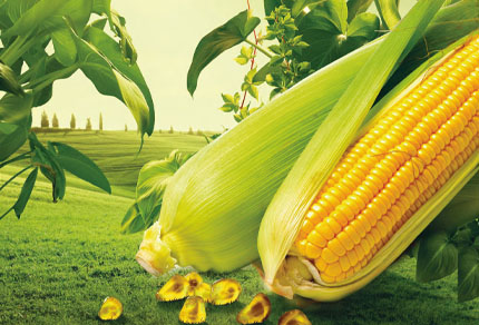 25-bg-img-430x292-CR-02