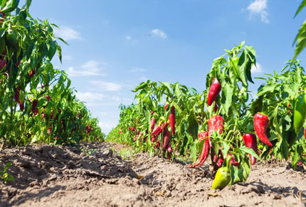 25-bg-img-430x292-KT-07