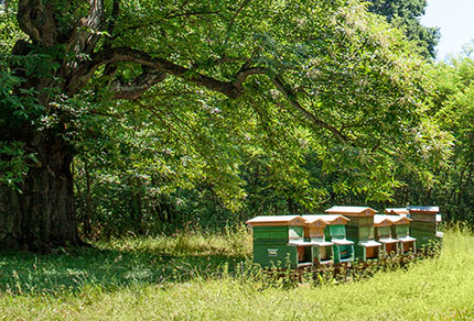 26-bg-img-430x292-BZ-02A 26-bg-img-430x292-BZ-02A