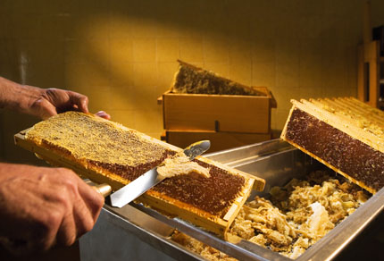 26-bg-img-430x292-BZ-07 26-bg-img-430x292-BZ-07