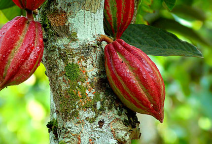 26-bg-img-430x292-DO-01C 26-bg-img-430x292-DO-01C